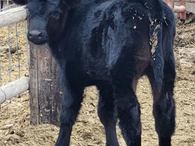 ISO.. for Bummer / bottle calves