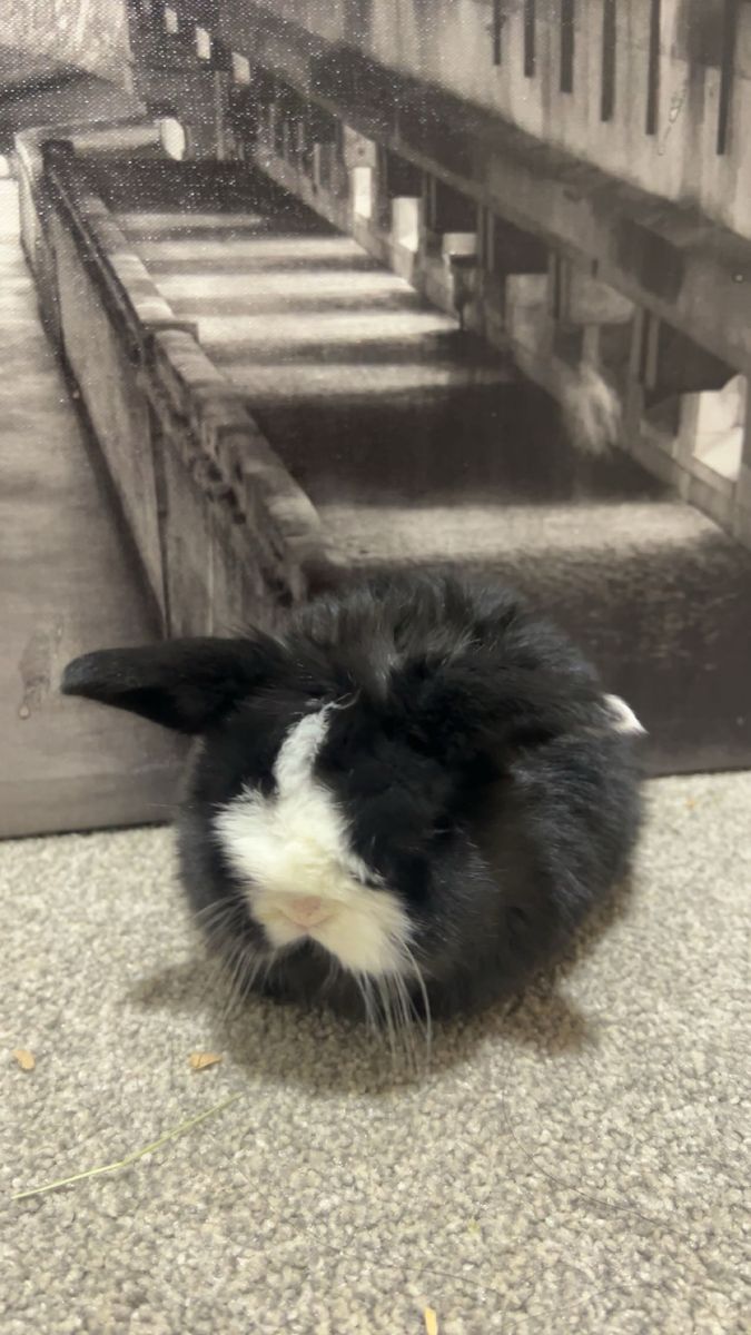 Purebred Holland Lops