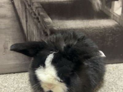 Purebred Holland Lops