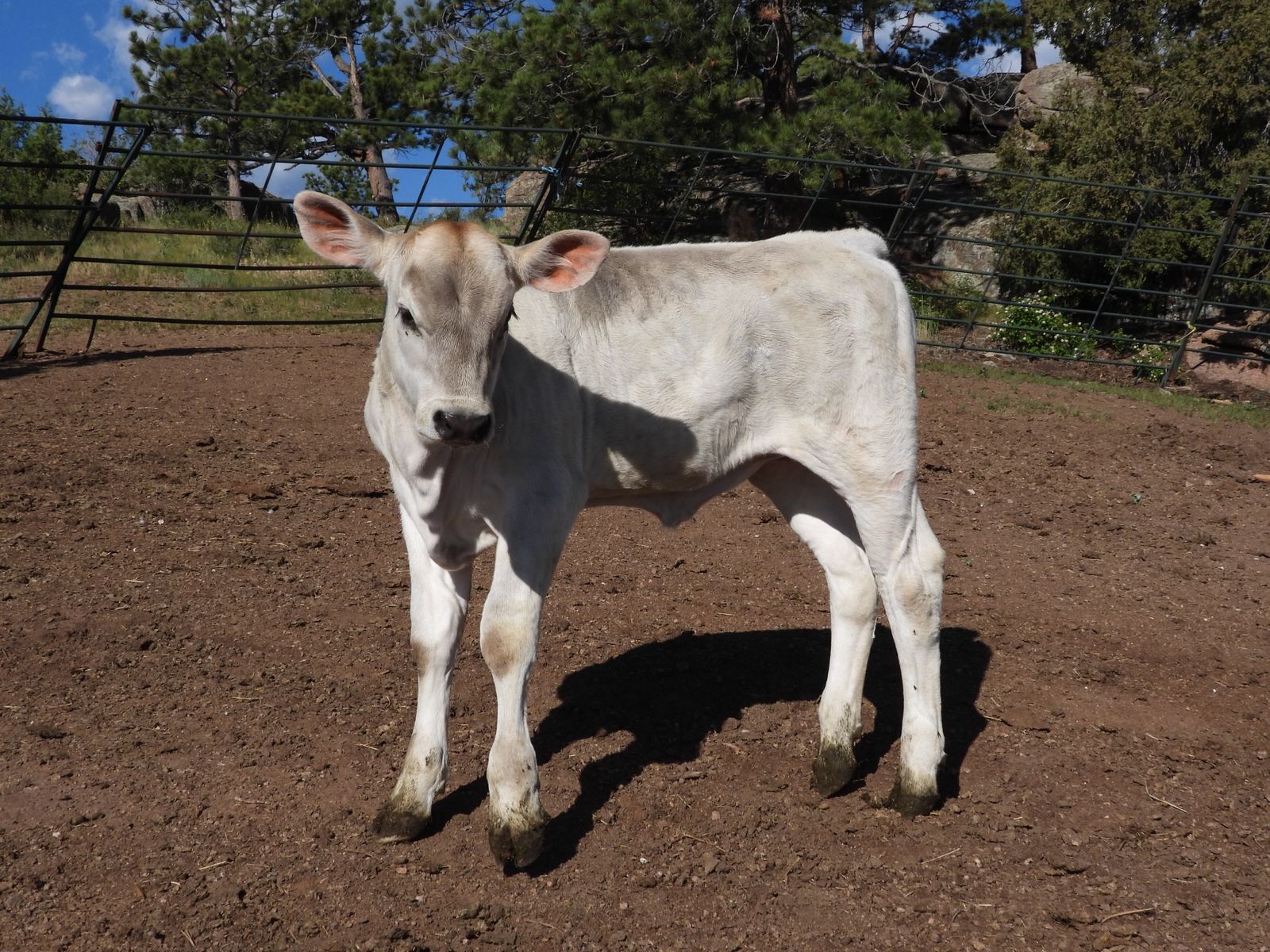 Purebred Brown Swiss Heifer 'Shae' - Born May 15, 2026 - Excellent Milk Line, Friendly