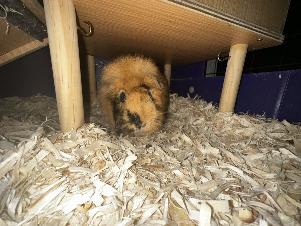 Female guine pig