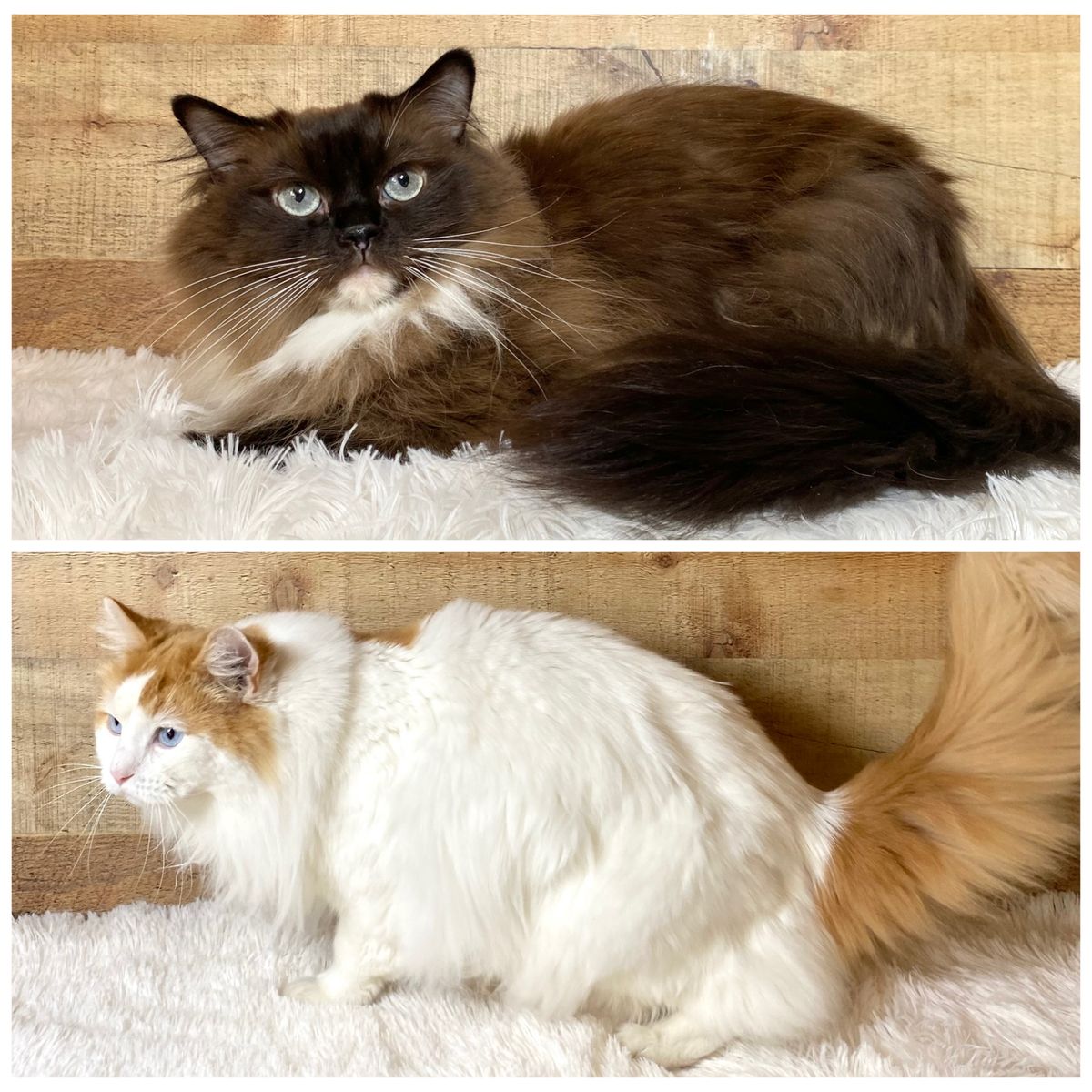 2 TICA Ragdolls looking for a home together!