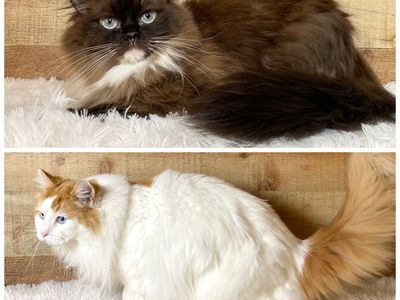 2 TICA Ragdolls looking for a home together!