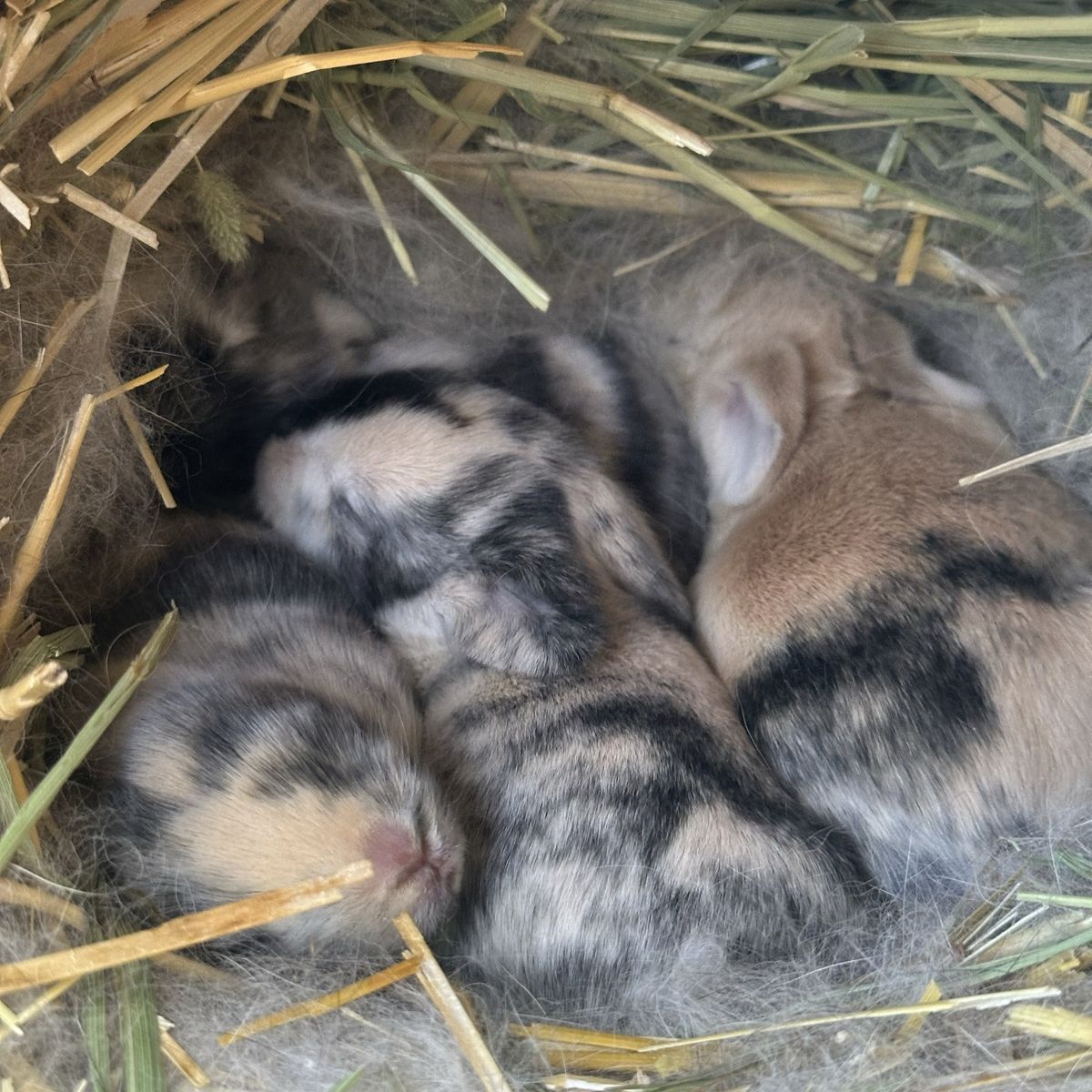 Purebred Holland Lops Are Here