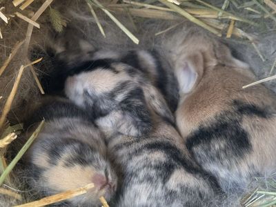 Purebred Holland Lops Are Here