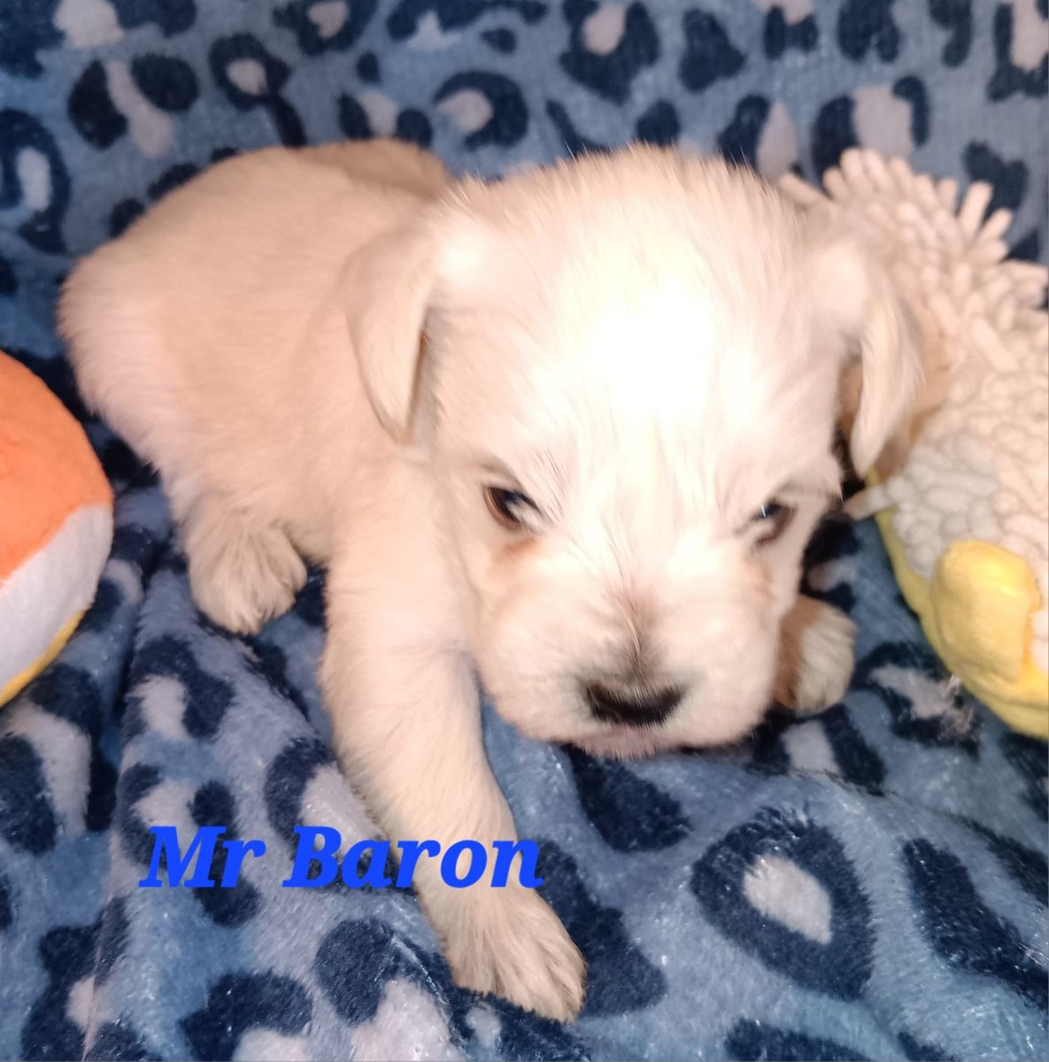 Miniature Schnauzer Mr Baron