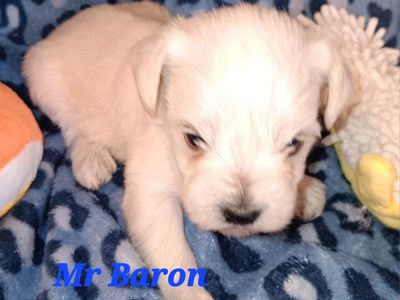 Miniature Schnauzer Mr Baron