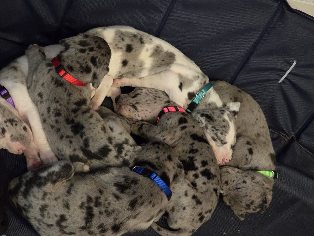 ACK Great Dane Puppies