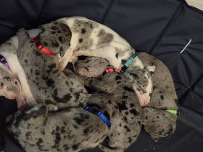 ACK Great Dane Puppies