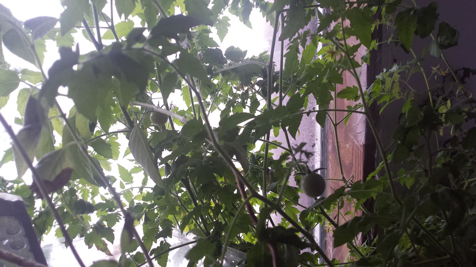 Kentucky coffee bean tree 2 yr old