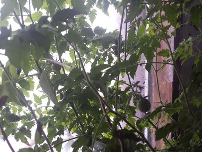 Kentucky coffee bean tree 2 yr old