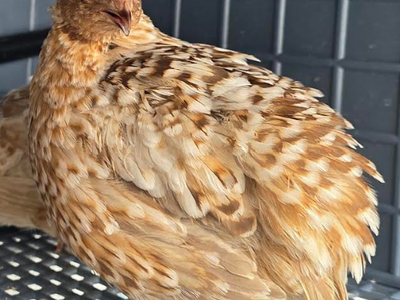 Jumbo Celadon Quail Hatching Eggs – Blue Eggs – 25% Off – Local Delivery