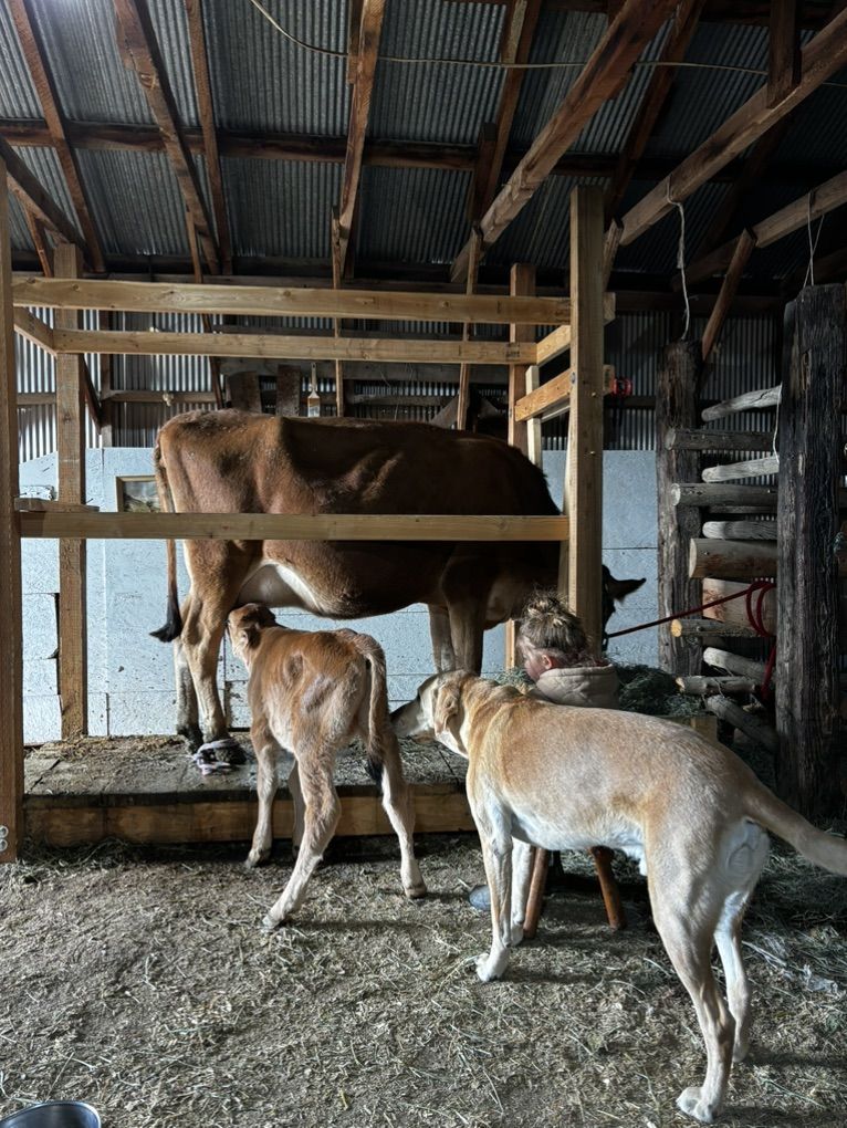 Pure Jersey In Calf - due June/July $2500