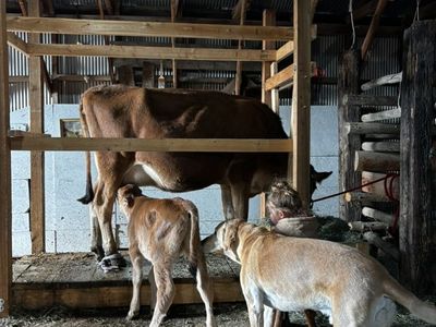 Pure Jersey In Calf - due June/July $2500