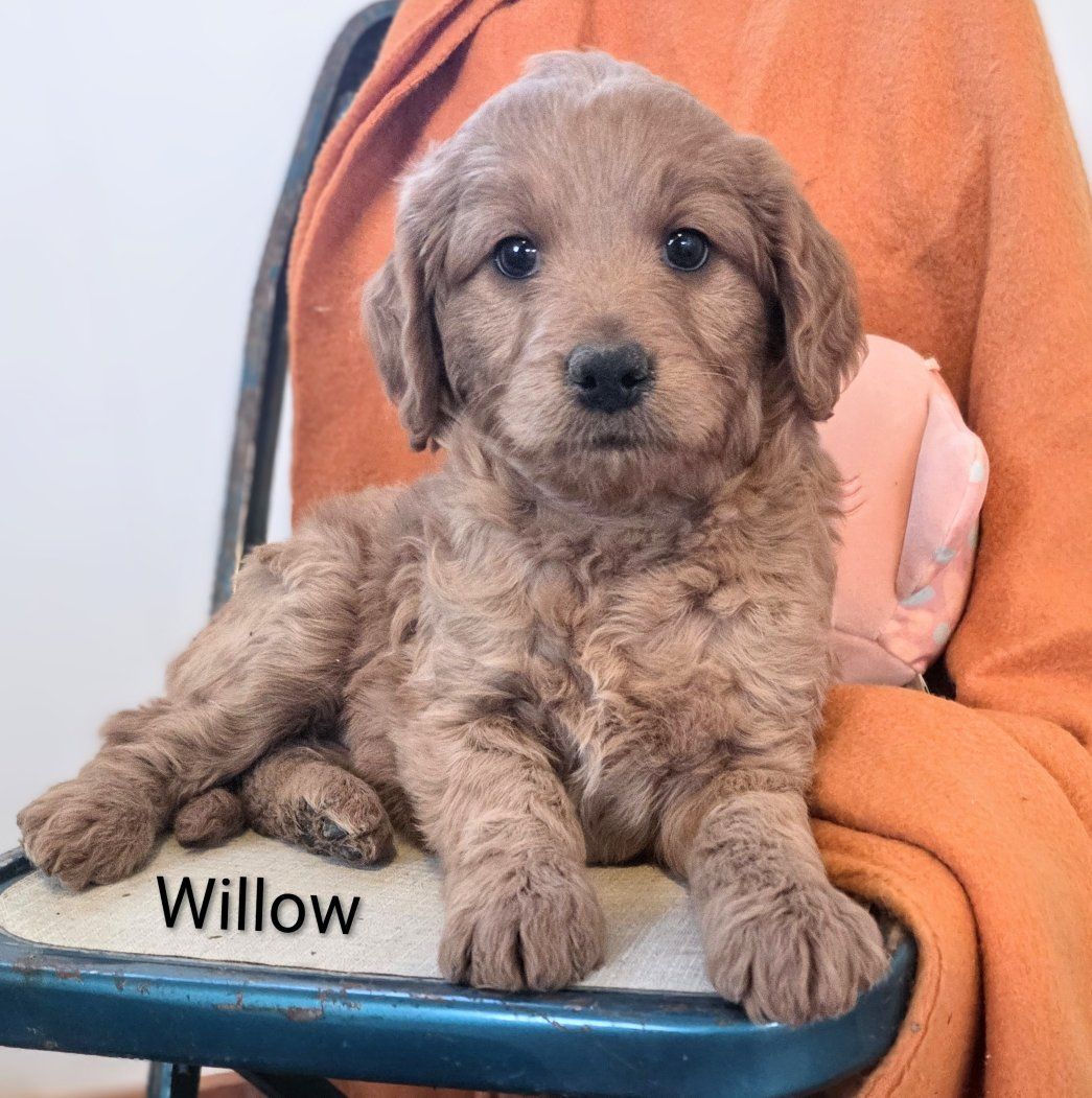 Red Female Goldendoodle Puppy