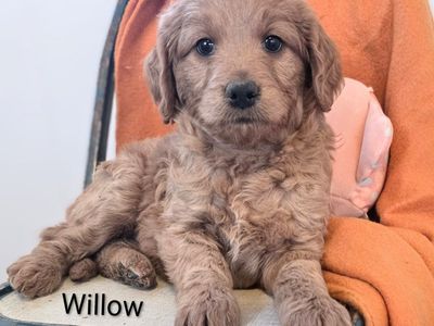 Red Female Goldendoodle Puppy