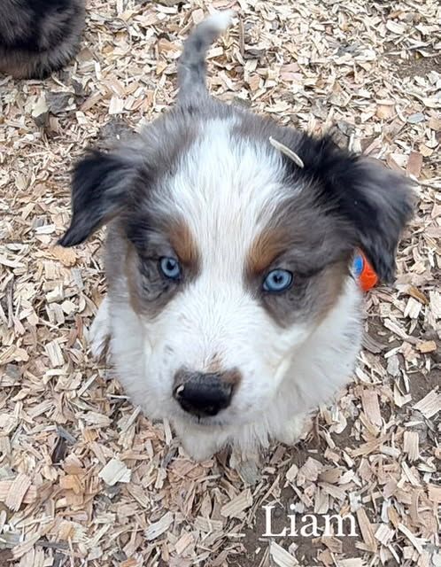 AKC Australian Shepherd / Border Collie Puppies