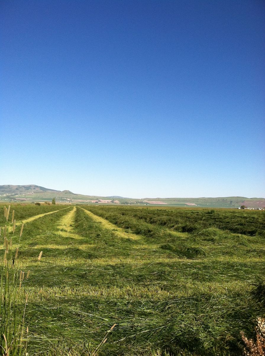 Very Good Grass Hay