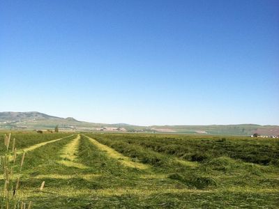 Very Good Grass Hay
