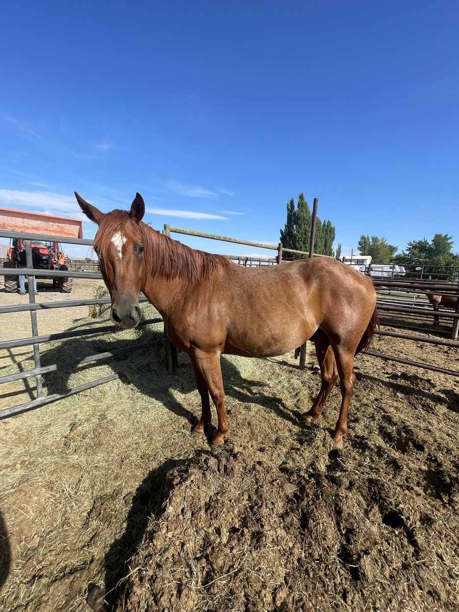 4 year old grade gelding