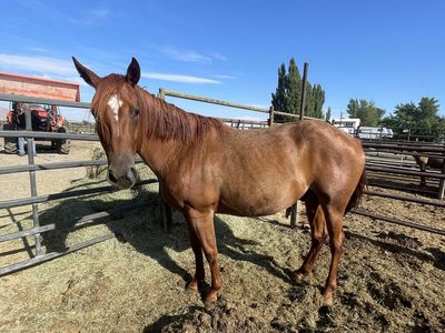 4 year old grade gelding