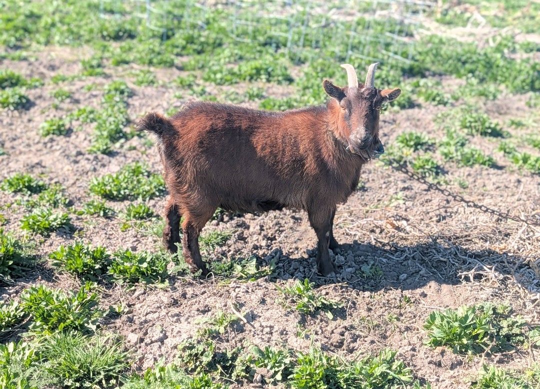 Female pigmy mix goats