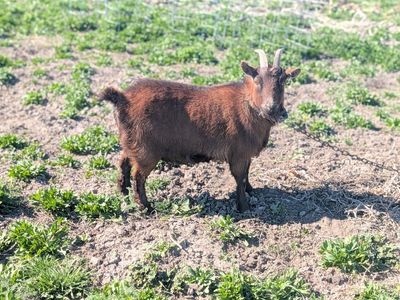 Female pigmy mix goats