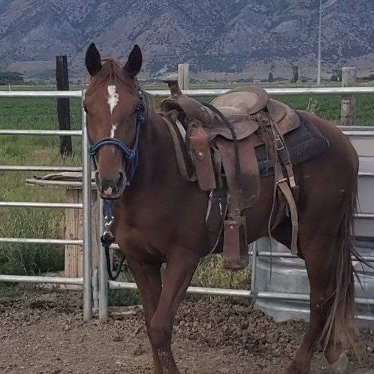 Quarter Horse Colt