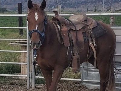 Quarter Horse Colt