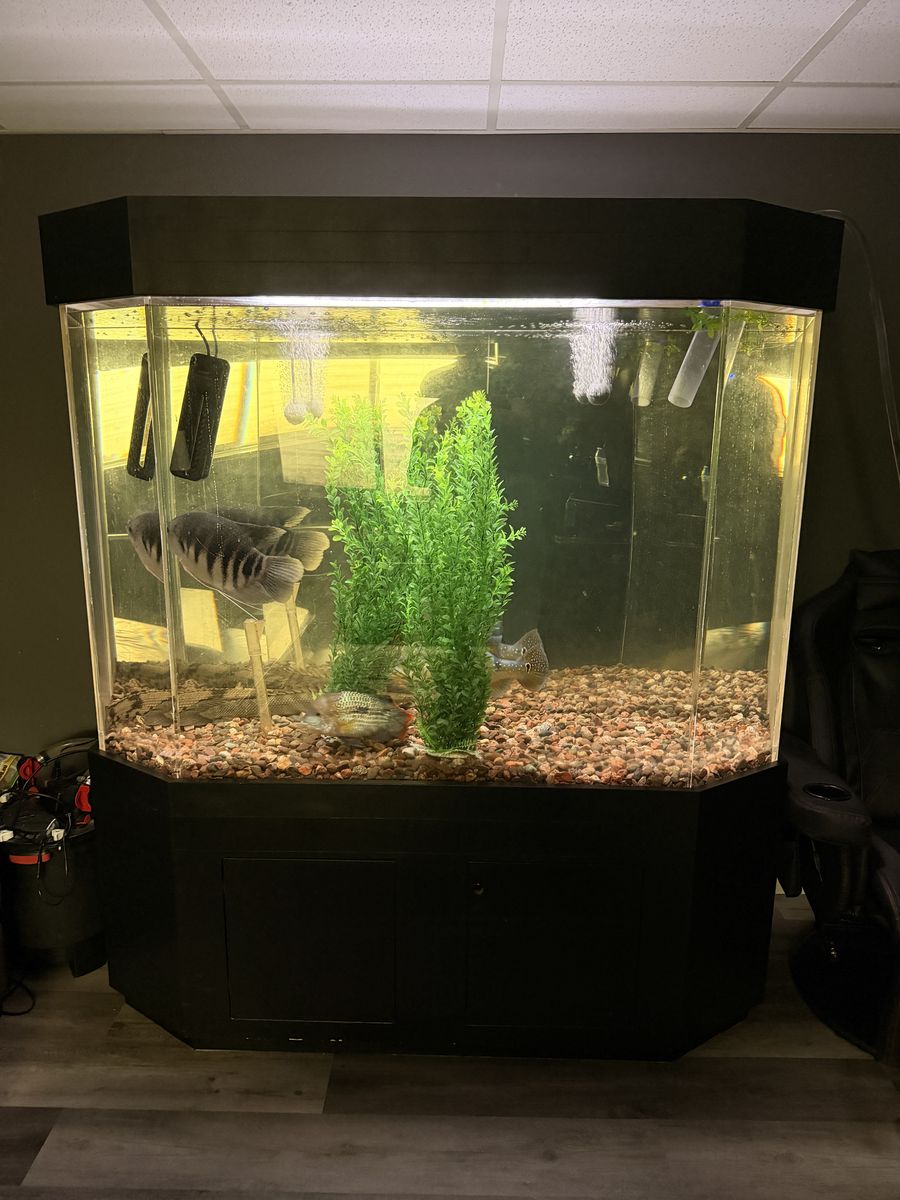 250 Gallon Hex Fromt Aquarium