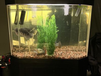 250 Gallon Hex Fromt Aquarium