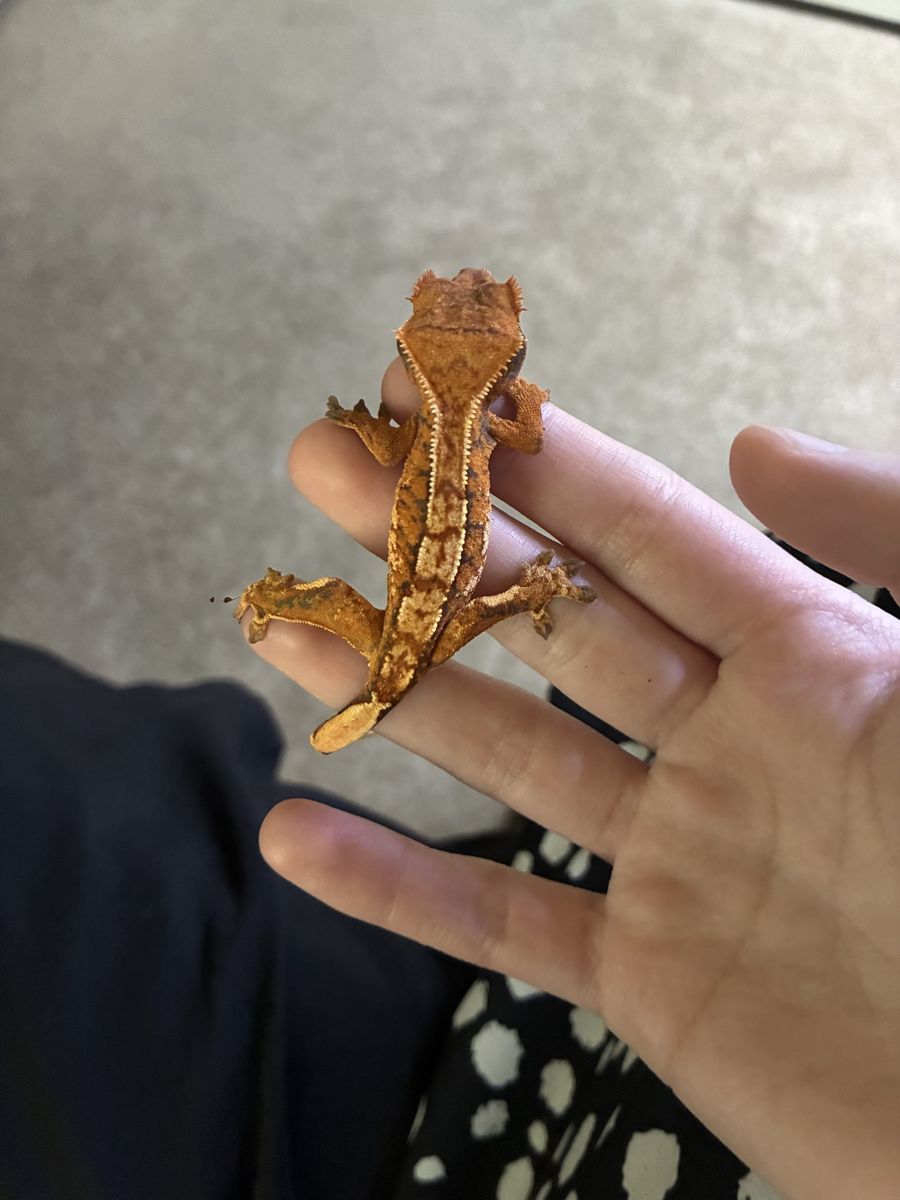 Crested Gecko - Pumpkin: Female Juvenile