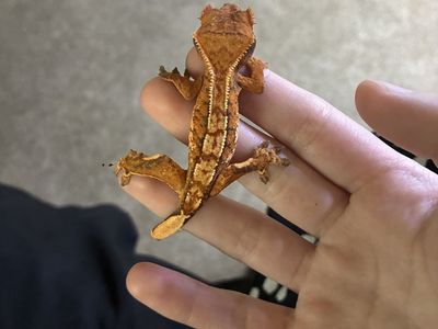 Crested Gecko - Pumpkin: Female Juvenile
