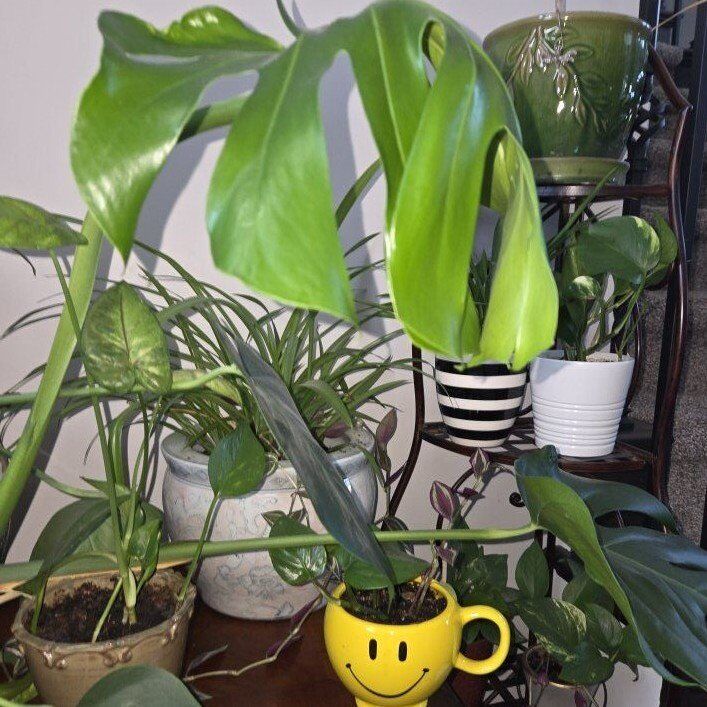 Indoor plants.