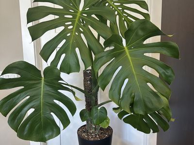 Large Monstera Deliciosa Plant