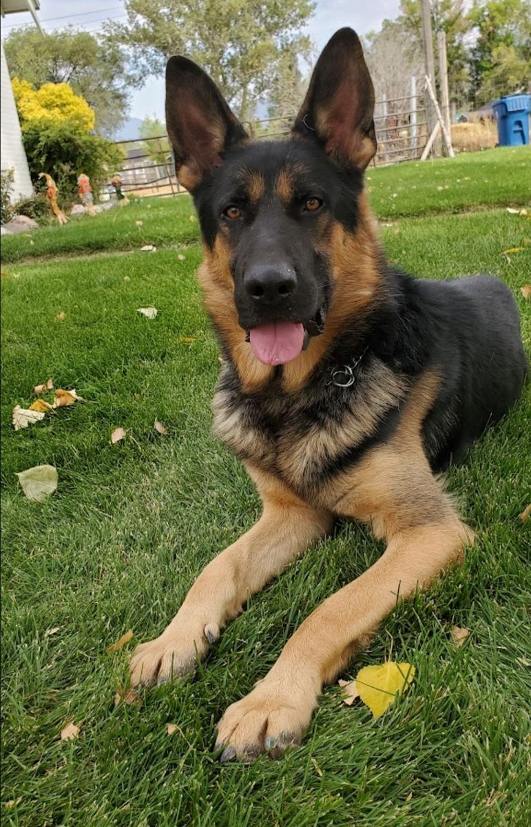 Loving Home Needed for Anubis