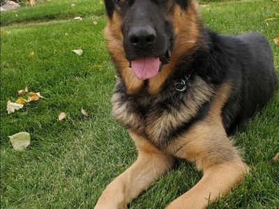 Loving Home Needed for Anubis