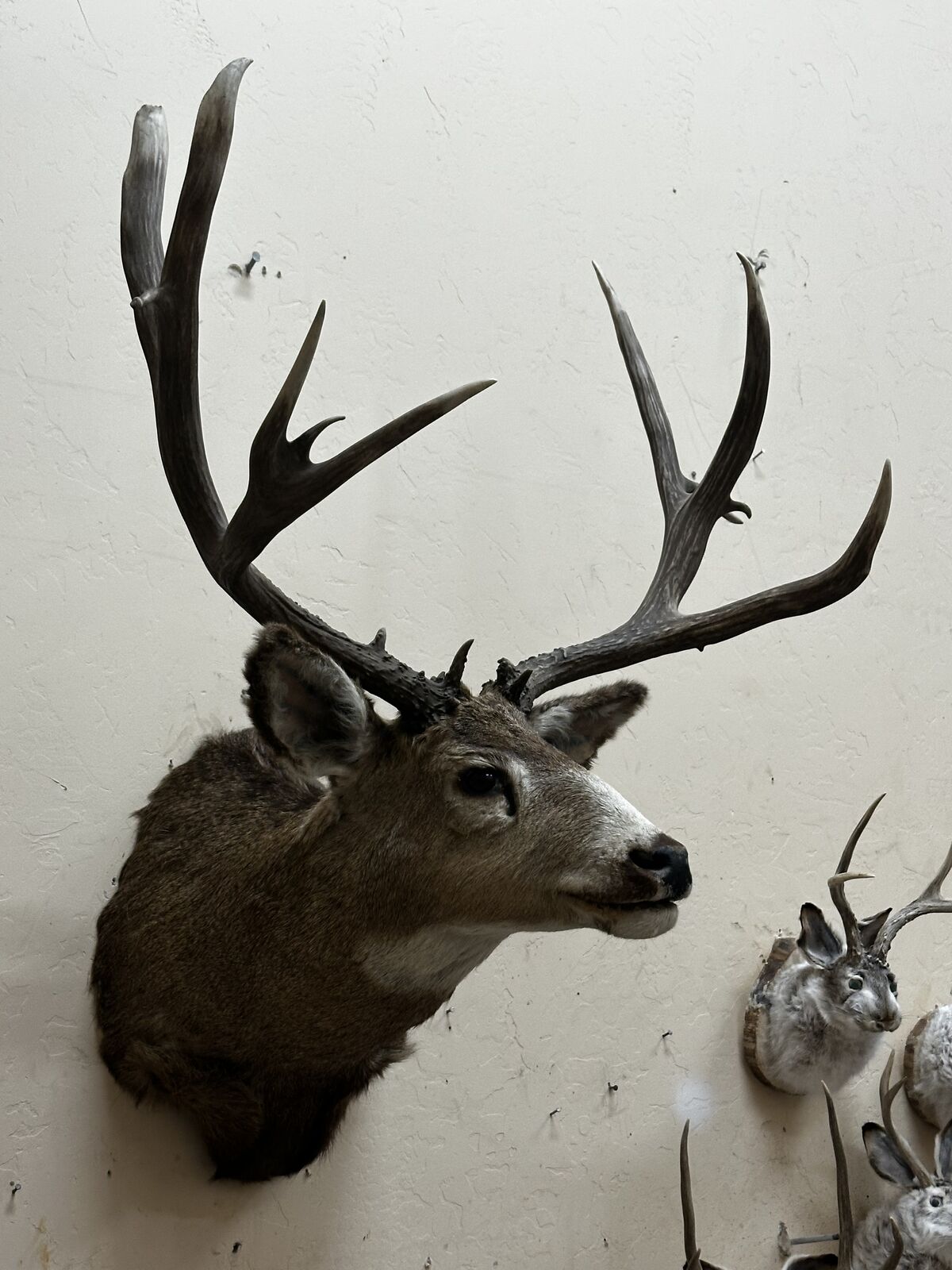 MULE DEER MOUNT