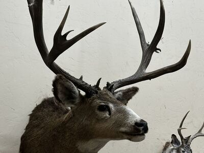 MULE DEER MOUNT