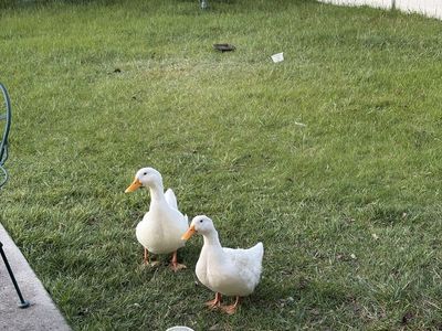 Ducks