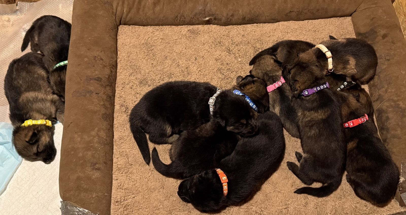 German Shepherd puppies