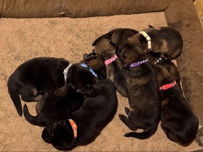 German Shepherd puppies