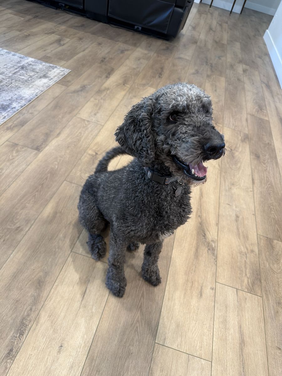 Rehoming Bernedoodle