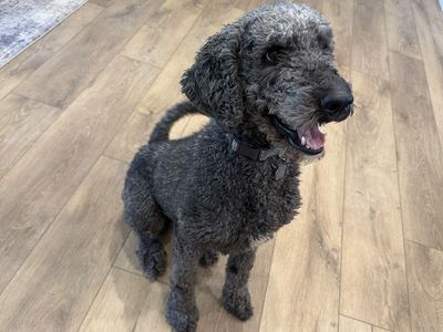 Rehoming Bernedoodle