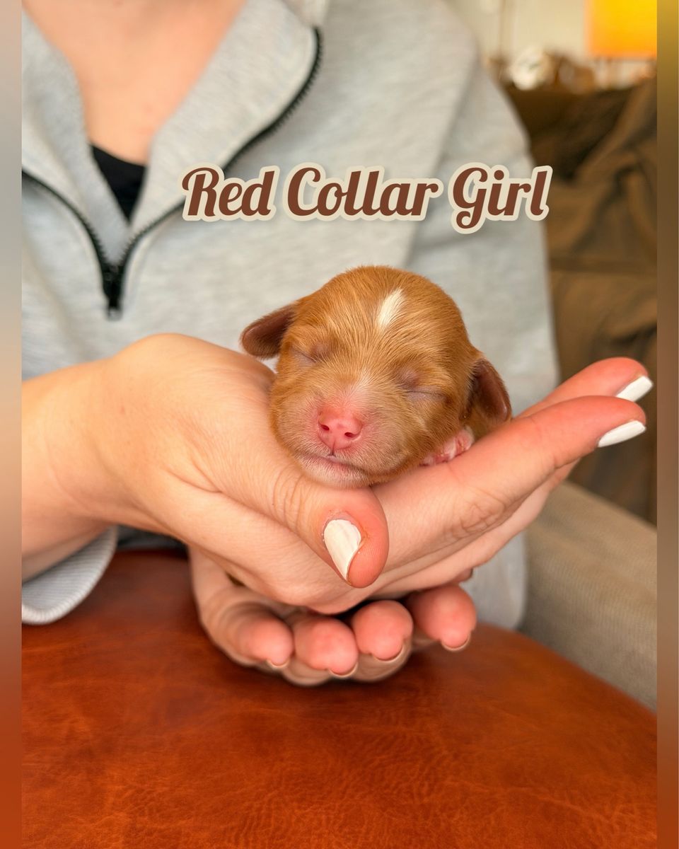 Mini Aussiedoodle Puppies – Ready June 19