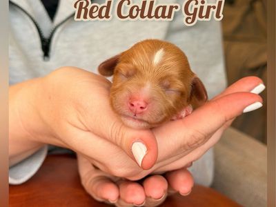 Mini Aussiedoodle Puppies – Ready June 19