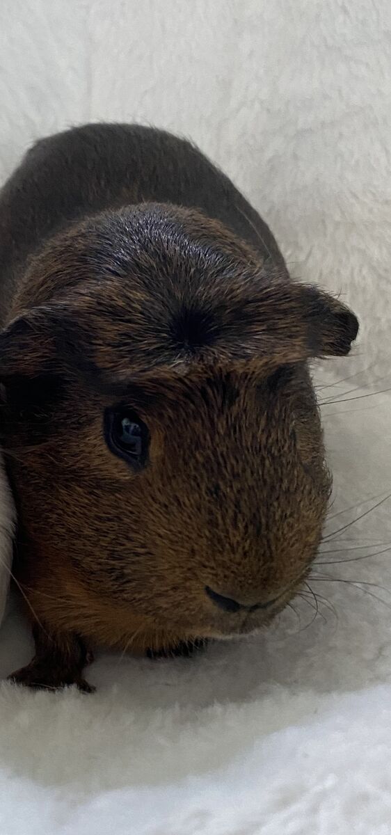 Female Ginea Pig-Free