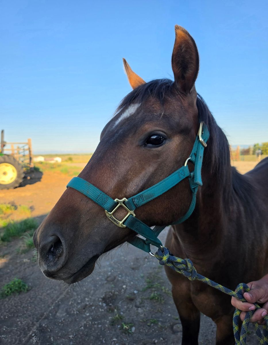 Bamacat Gelding