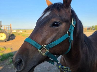 Bamacat Gelding