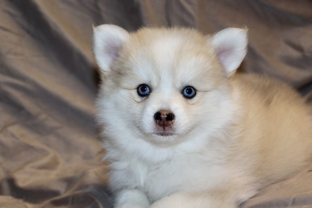 Gorgeous Pomsky Puppies